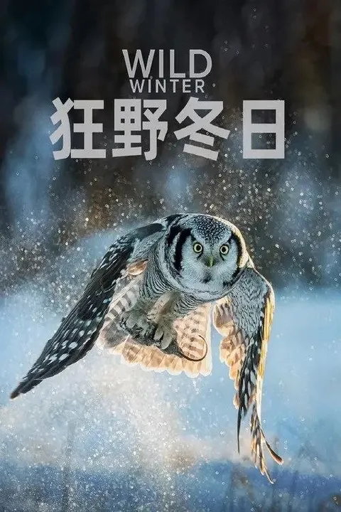 狂野冬日 第一季 (2024) 4K 高码 全4集 国语 简英双语字幕
